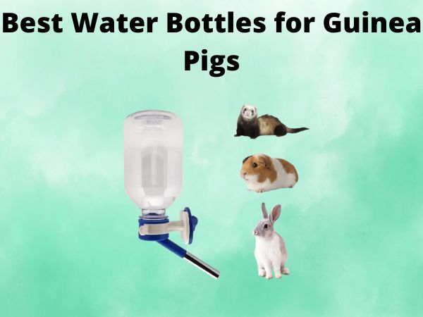 5 Best Water Bottles for Guinea Pigs [In 2025]