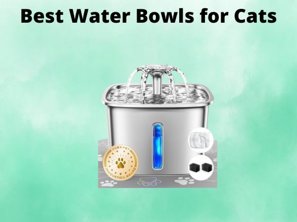 What Is The Best Water Bowls for Cats [In 2025]