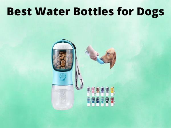 5 Best Water Bottles for Dogs [In 2025]
