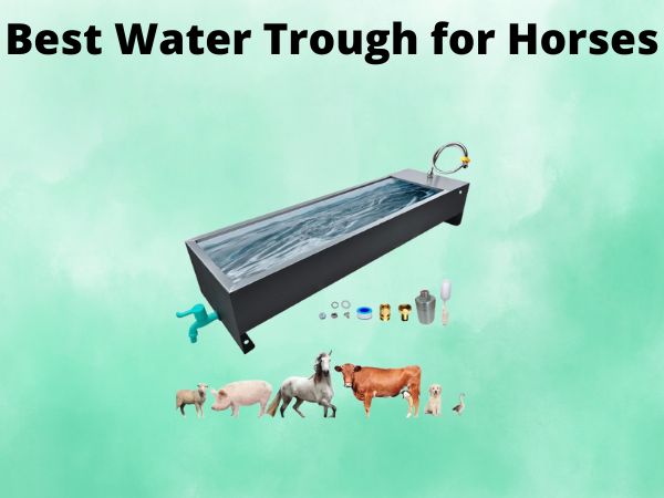 5 Best Water Trough for Horses [In 2025]