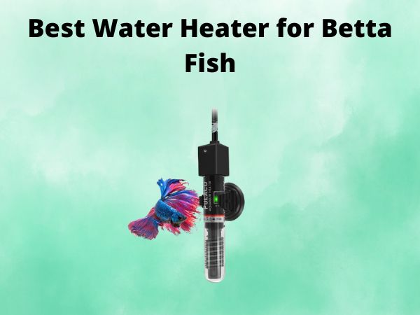 5 Best Water Heater for Betta Fish [In 2025]