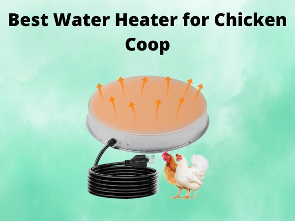 What is The Best Water Heater for Chicken Coop [In 2025]