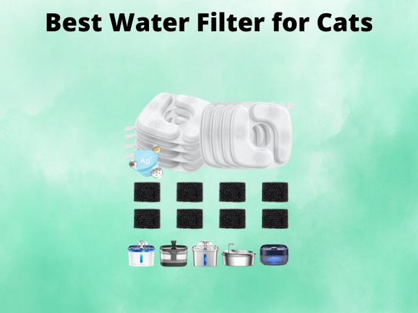 What Is The Best Water Filter for Cats [In 2025]
