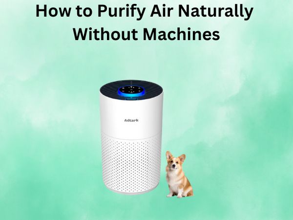 How to Purify Air Naturally Without Machines
