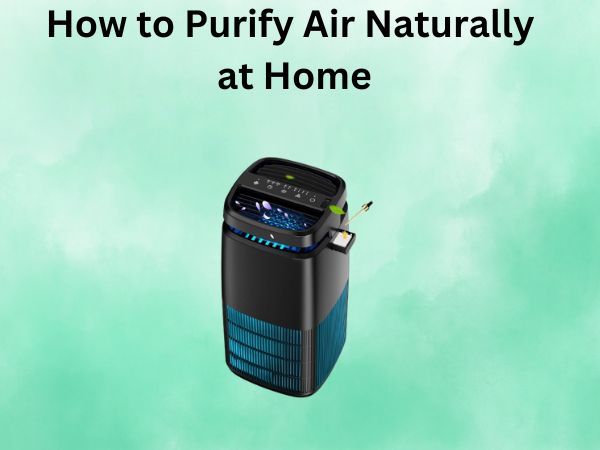How to Purify Air Naturally at Home