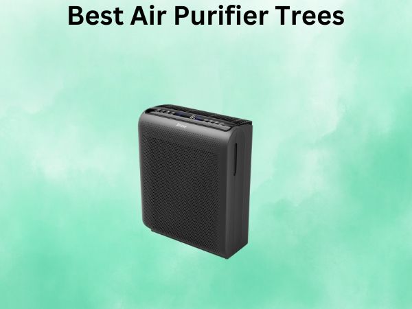 Best Air Purifier Trees