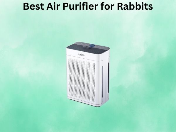 Best Air Purifier for Rabbits
