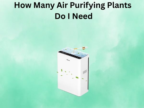 How Many Air Purifying Plants Do I Need
