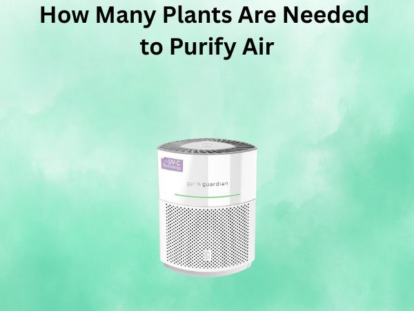 How Many Plants Are Needed to Purify Air