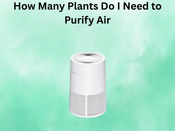 How Many Plants Do I Need to Purify Air