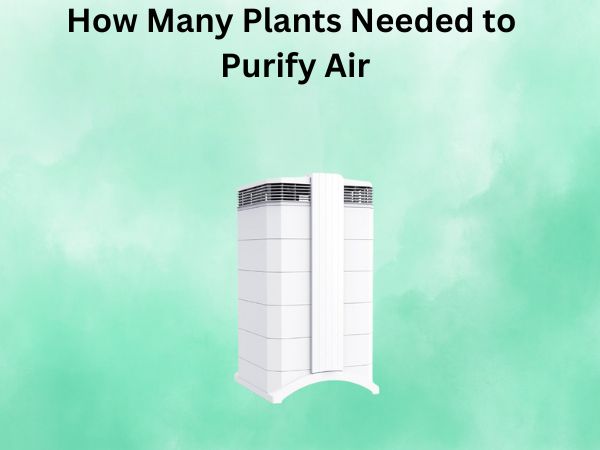How Many Plants Needed to Purify Air