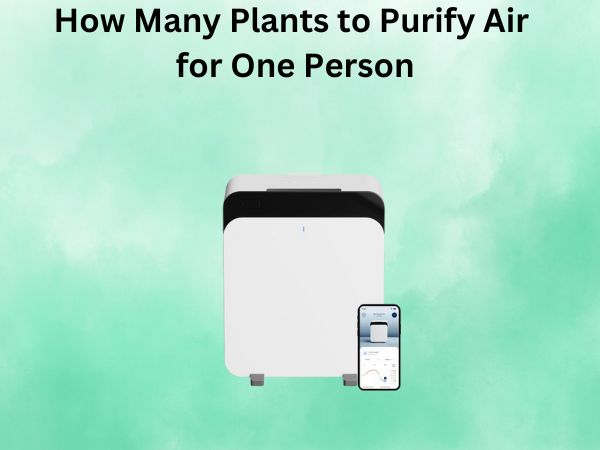 How Many Plants to Purify Air for One Person