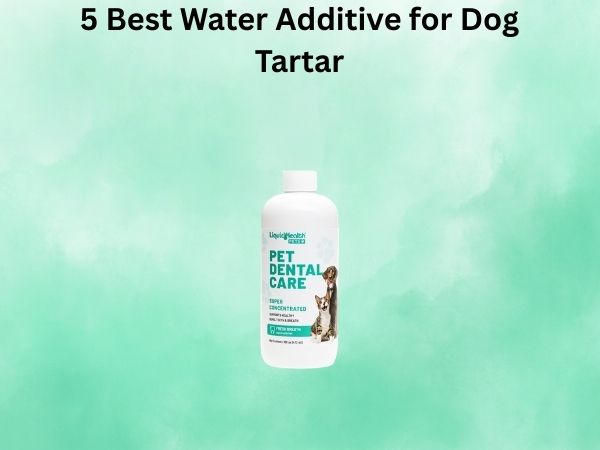 5 Best Water Additive for Dog Tartar