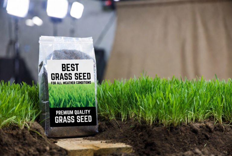 Best Grass Seed for Low Water