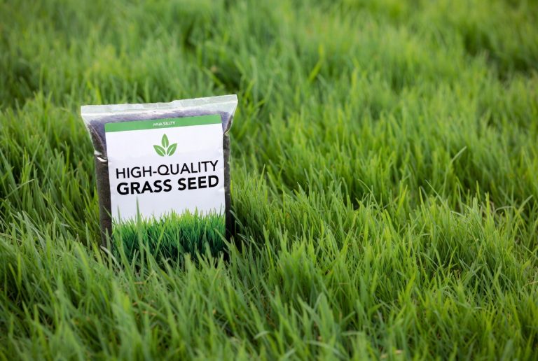 Best Grass Seed for No Water