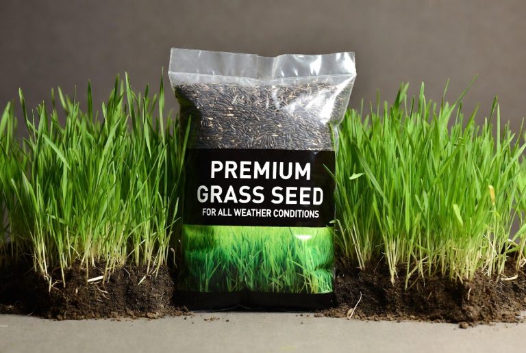 Best Grass for Water Drainage