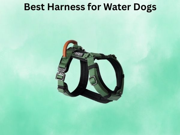 Best Harness for Water Dogs