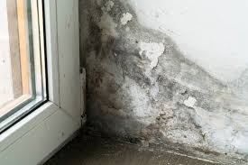 How Soon Does Mold Grow After Water Damage