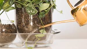 How to Bottom Water plants