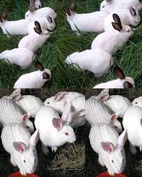 How to Breed Blabbit Water Island