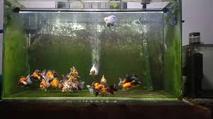 How to Change a Goldfish Water