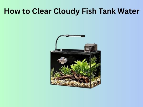 How to Clear Cloudy Fish Tank Water