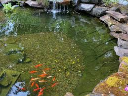 How to Clear Green Pond Water Fast and Safely