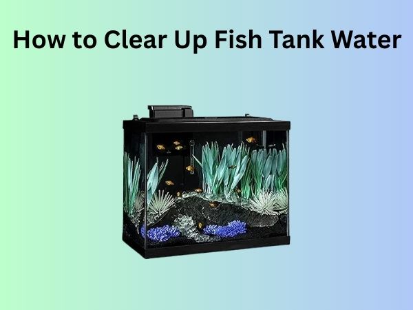 How to Clear Up Fish Tank Water