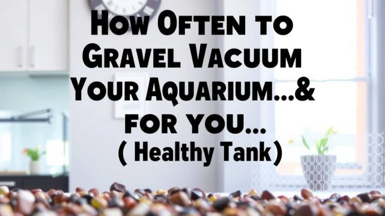 How Often to Gravel Vacuum Your Aquarium for a Healthy Tank